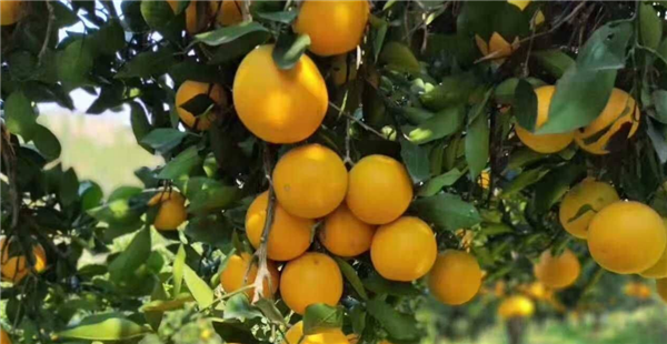 百年薪火传 湘企红色路 百年薪火传 湘企红色路