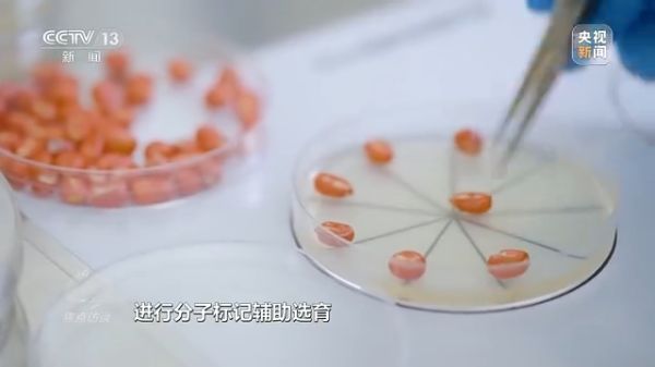 老虎机娱乐城
,长沙杀虫剂,长沙光气衍生物,长沙氨基酸保护剂,长沙锂离子电池材料